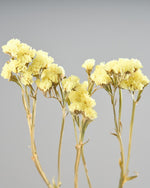 ［ドライフラワー］スターチス シヌアータ