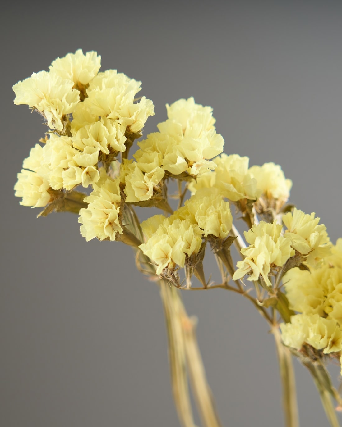 ［ドライフラワー］スターチス シヌアータ