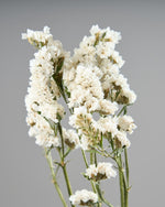 ［ドライフラワー］スターチス シヌアータ