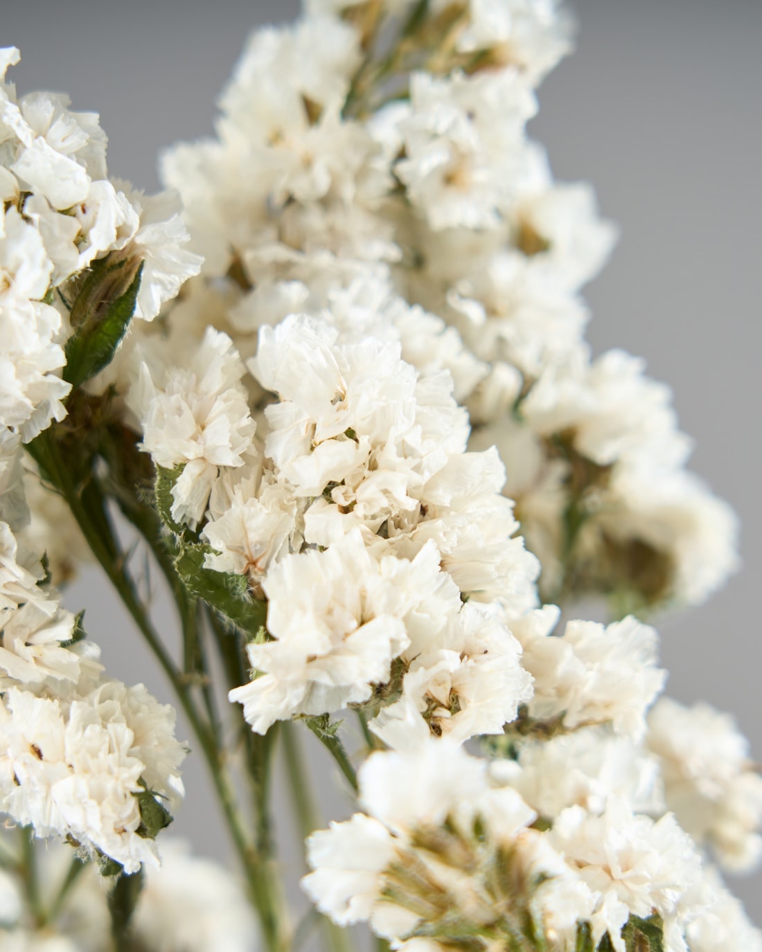 ［ドライフラワー］スターチス シヌアータ