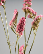 ［ドライフラワー］スターチス シヌアータ