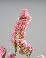 ［ドライフラワー］スターチス シヌアータ