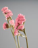 ［ドライフラワー］スターチス シヌアータ