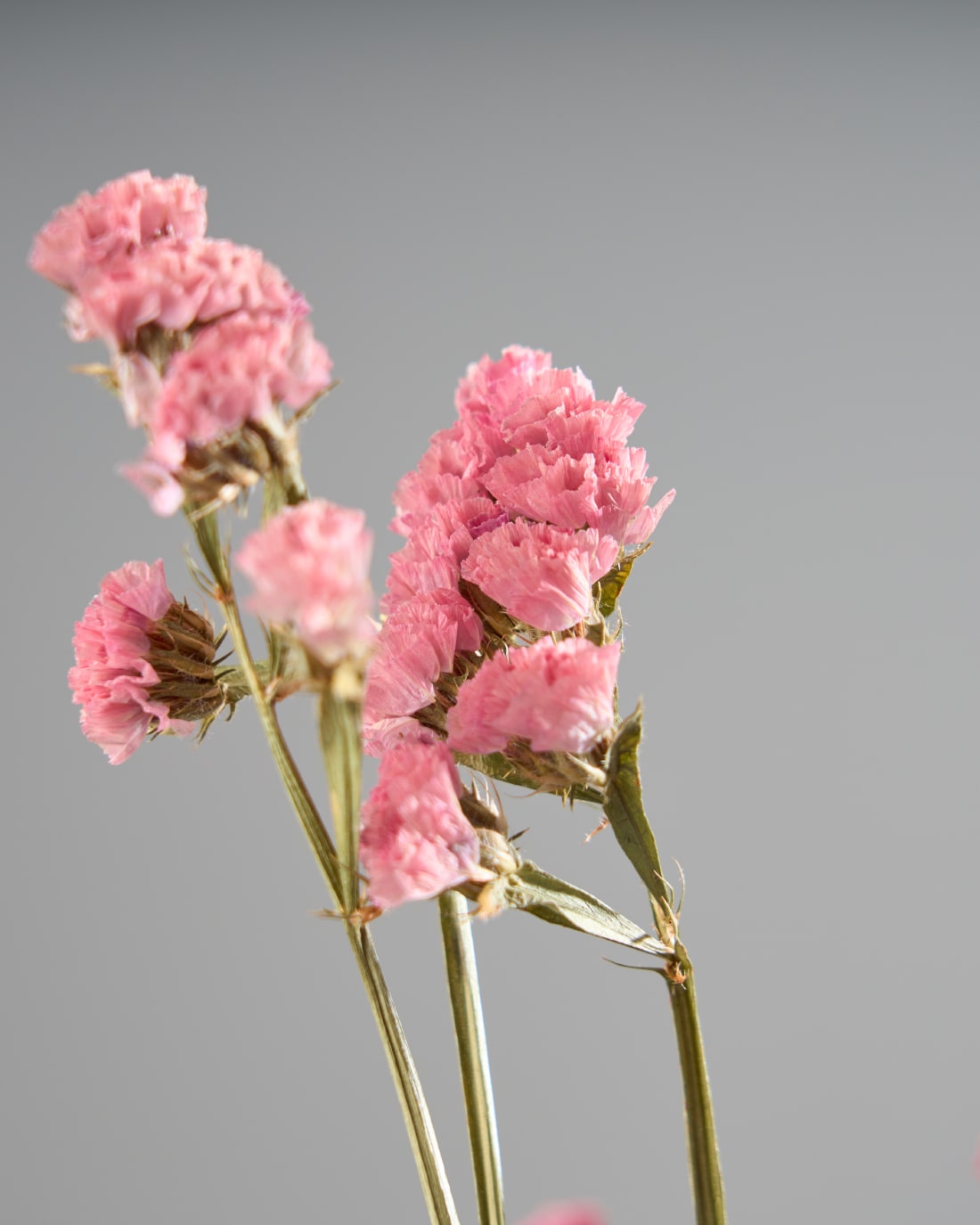 ［ドライフラワー］スターチス シヌアータ