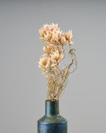 ［ドライフラワー］セルリア