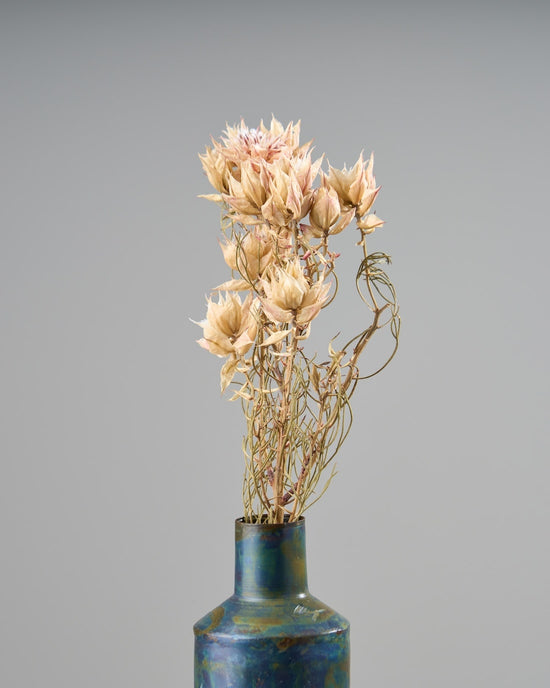 ［ドライフラワー］セルリア