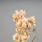 ［ドライフラワー］セルリア