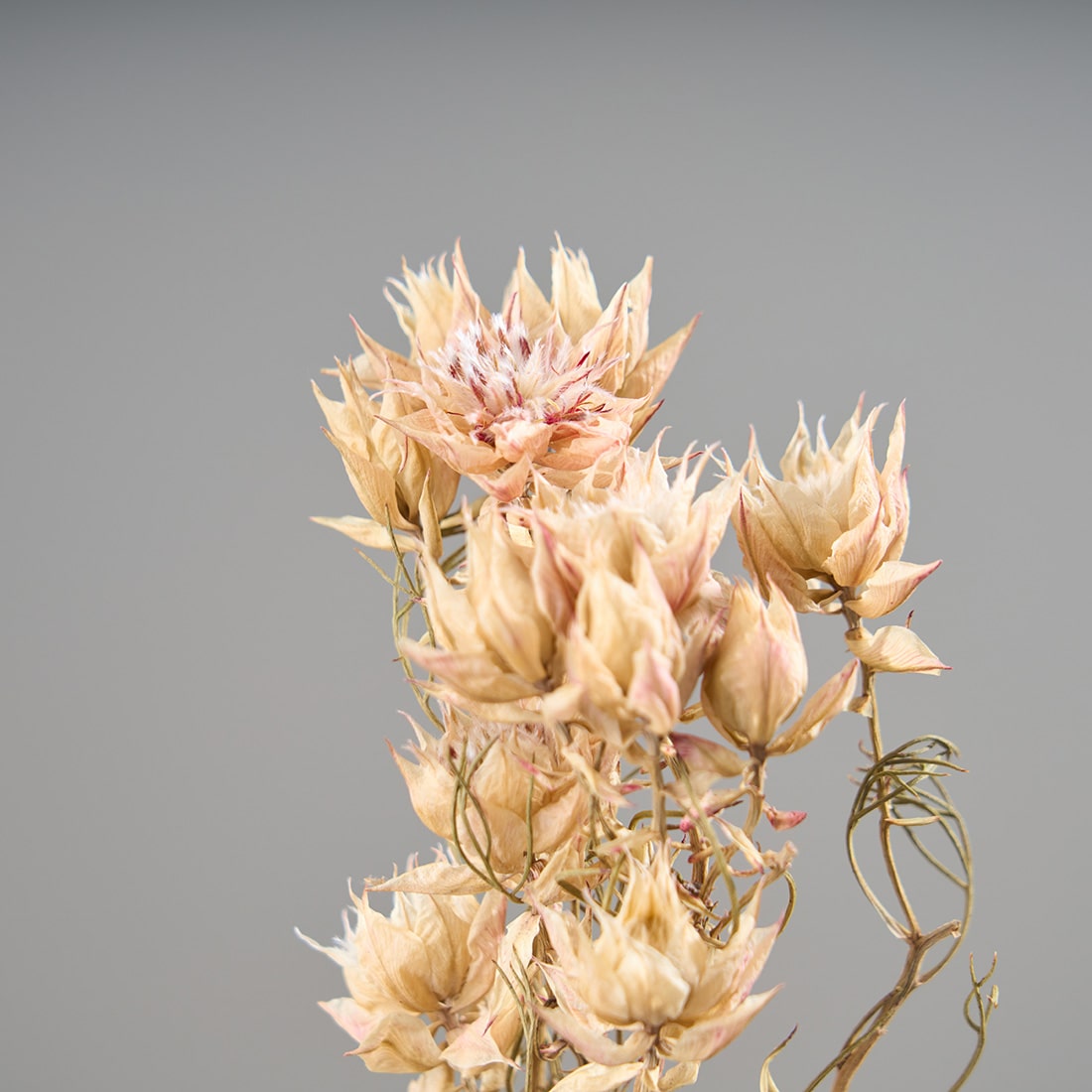 ［ドライフラワー］セルリア