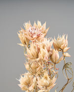 ［ドライフラワー］セルリア