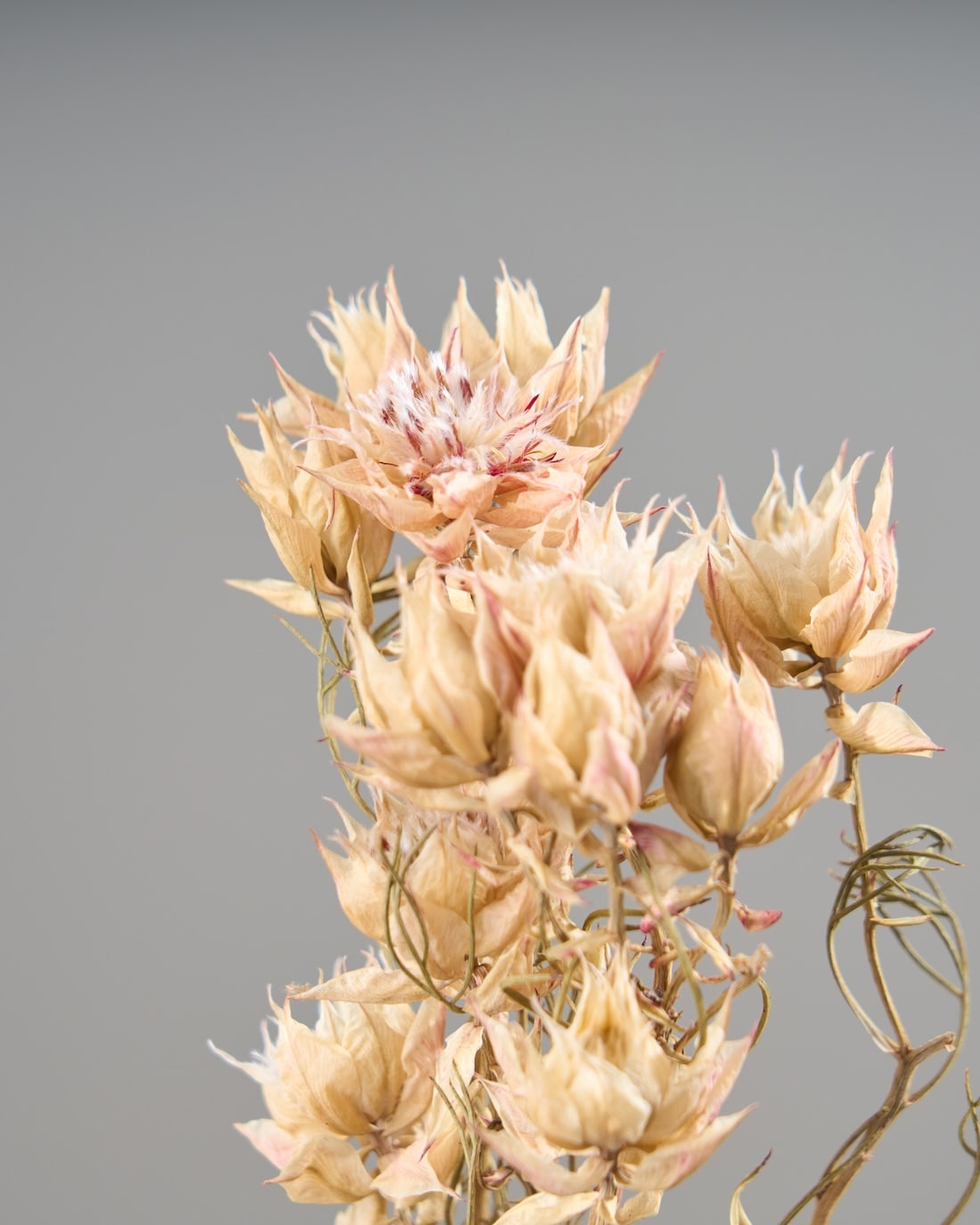 ［ドライフラワー］セルリア