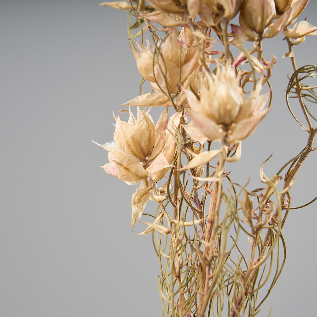 ［ドライフラワー］セルリア