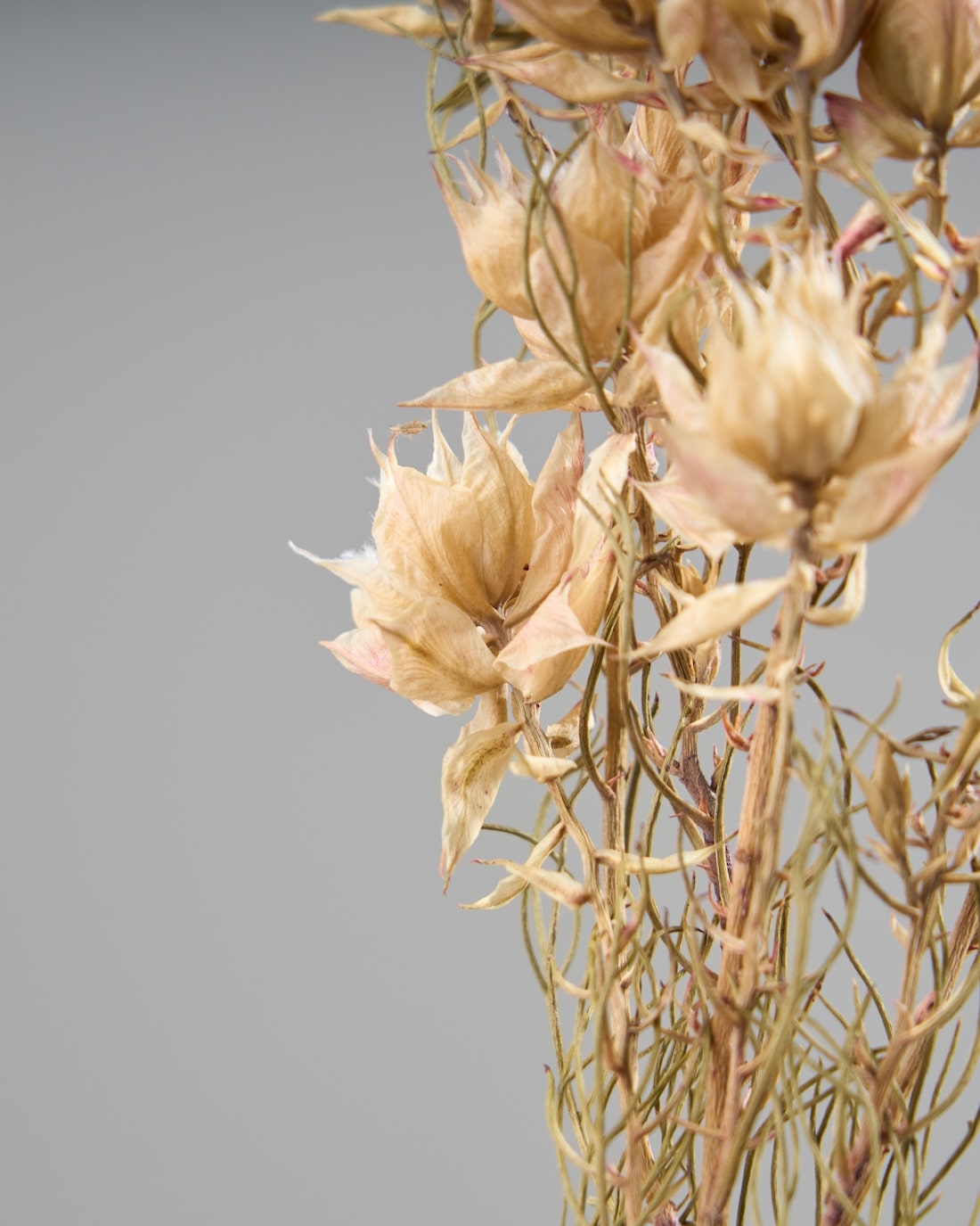 ［ドライフラワー］セルリア