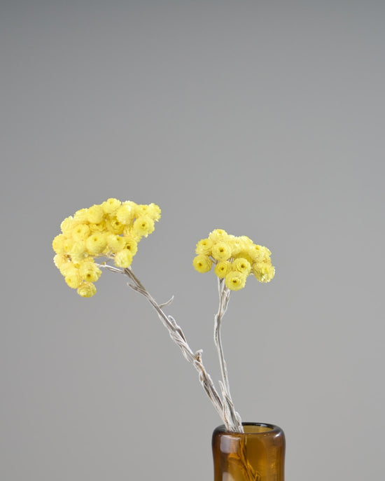 ［ドライフラワー］ヘリクリサム　イモーテル