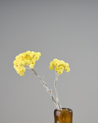 ドライフラワー］ヘリクリサム イモーテル商品ページ - 土と風の植物園