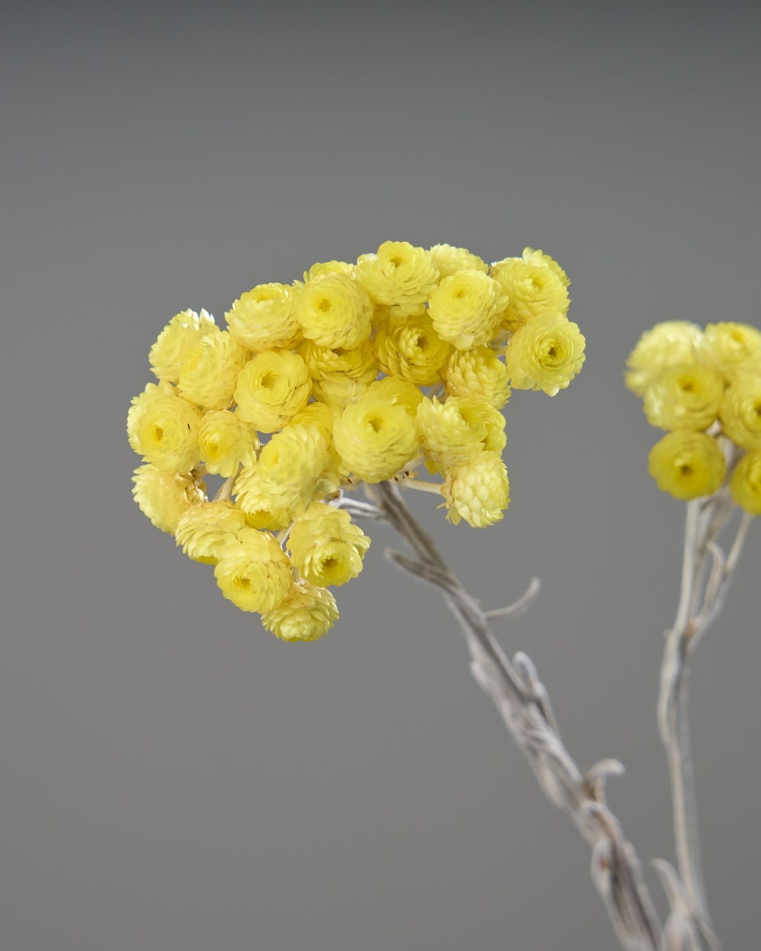 ［ドライフラワー］ヘリクリサム　イモーテル