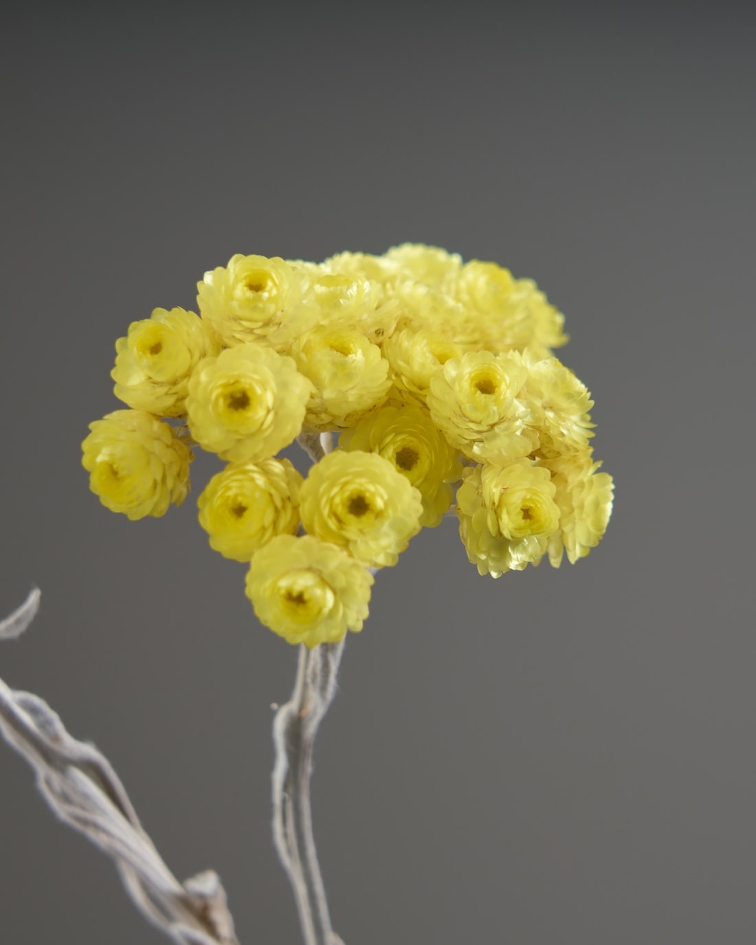 ドライフラワー花材セット。:°ஐ..♡*ヘリクリサム♡♡ ドライフラワー 花材 詰め合わせ セット （千日紅・HBスターチス