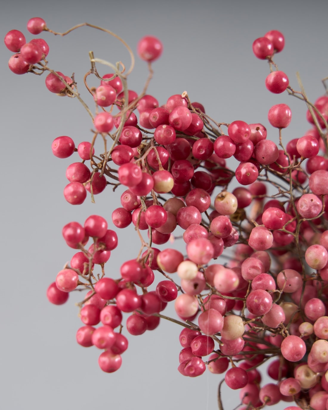 ドライフラワー］ペッパーベリー 商品ページ - 土と風の植物園