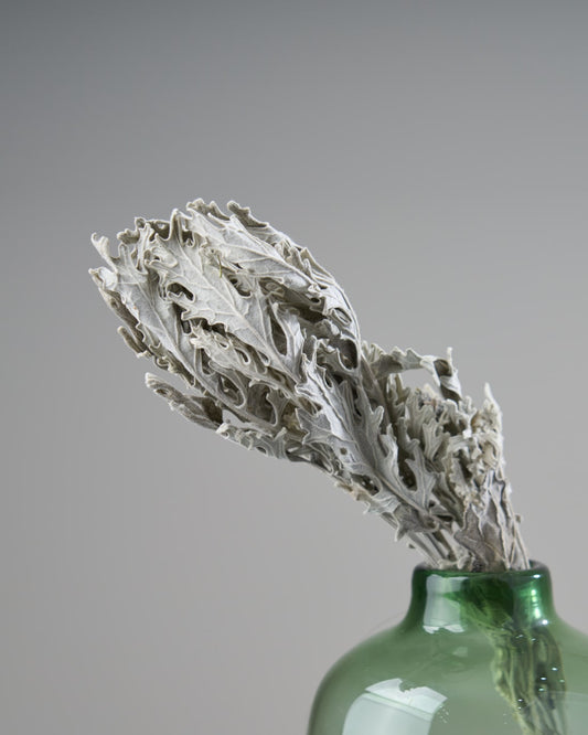 ［ドライフラワー］ダスティミラー