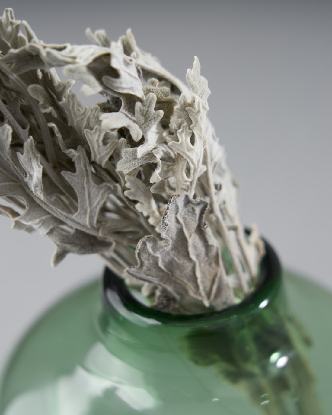 ［ドライフラワー］ダスティミラー