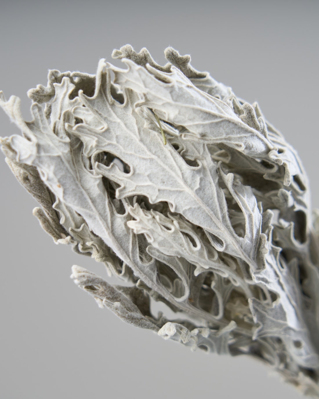 ［ドライフラワー］ダスティミラー