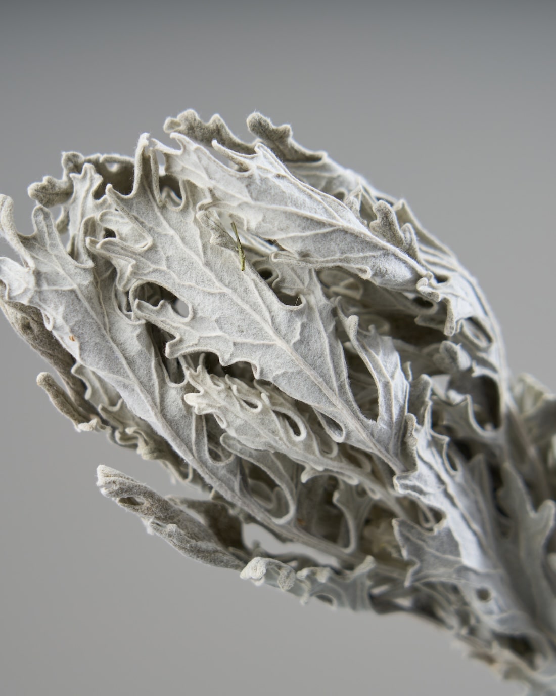 ［ドライフラワー］ダスティミラー