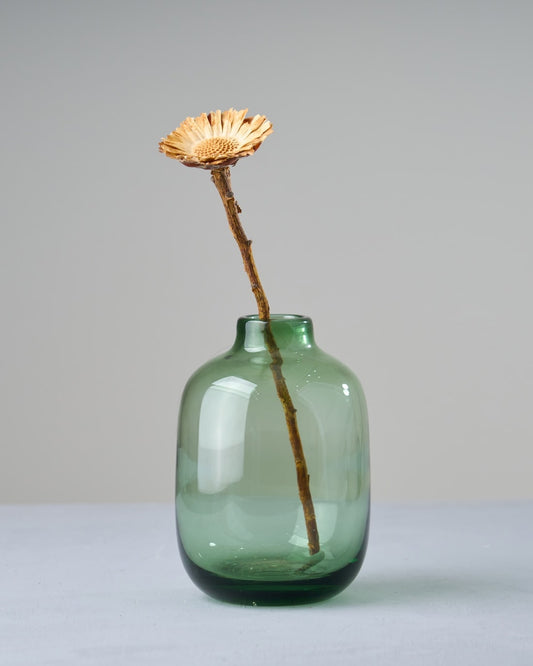 ［ドライフラワー］プロテア コンパクタ