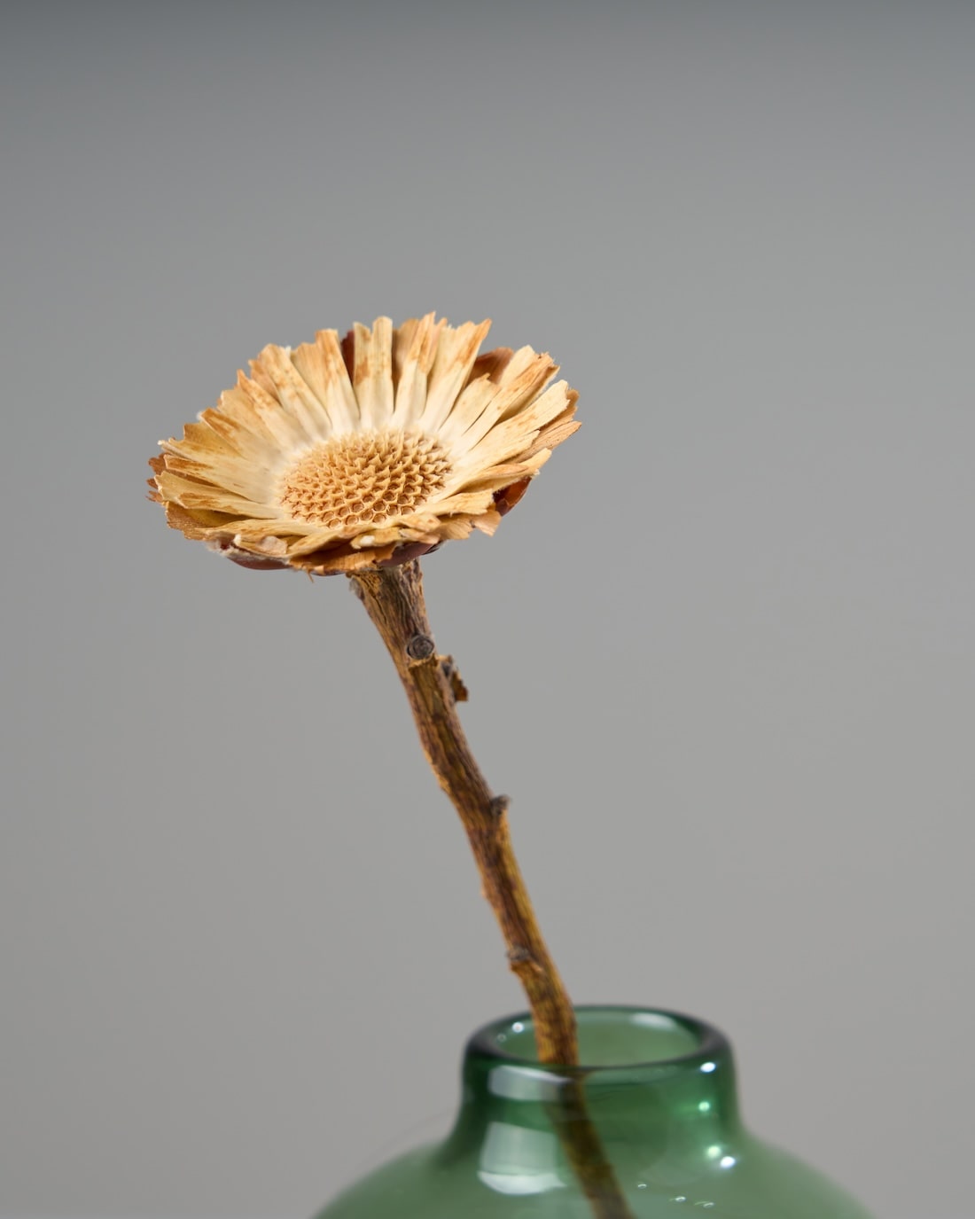 ［ドライフラワー］プロテア コンパクタ