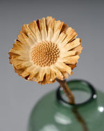 ［ドライフラワー］プロテア コンパクタ