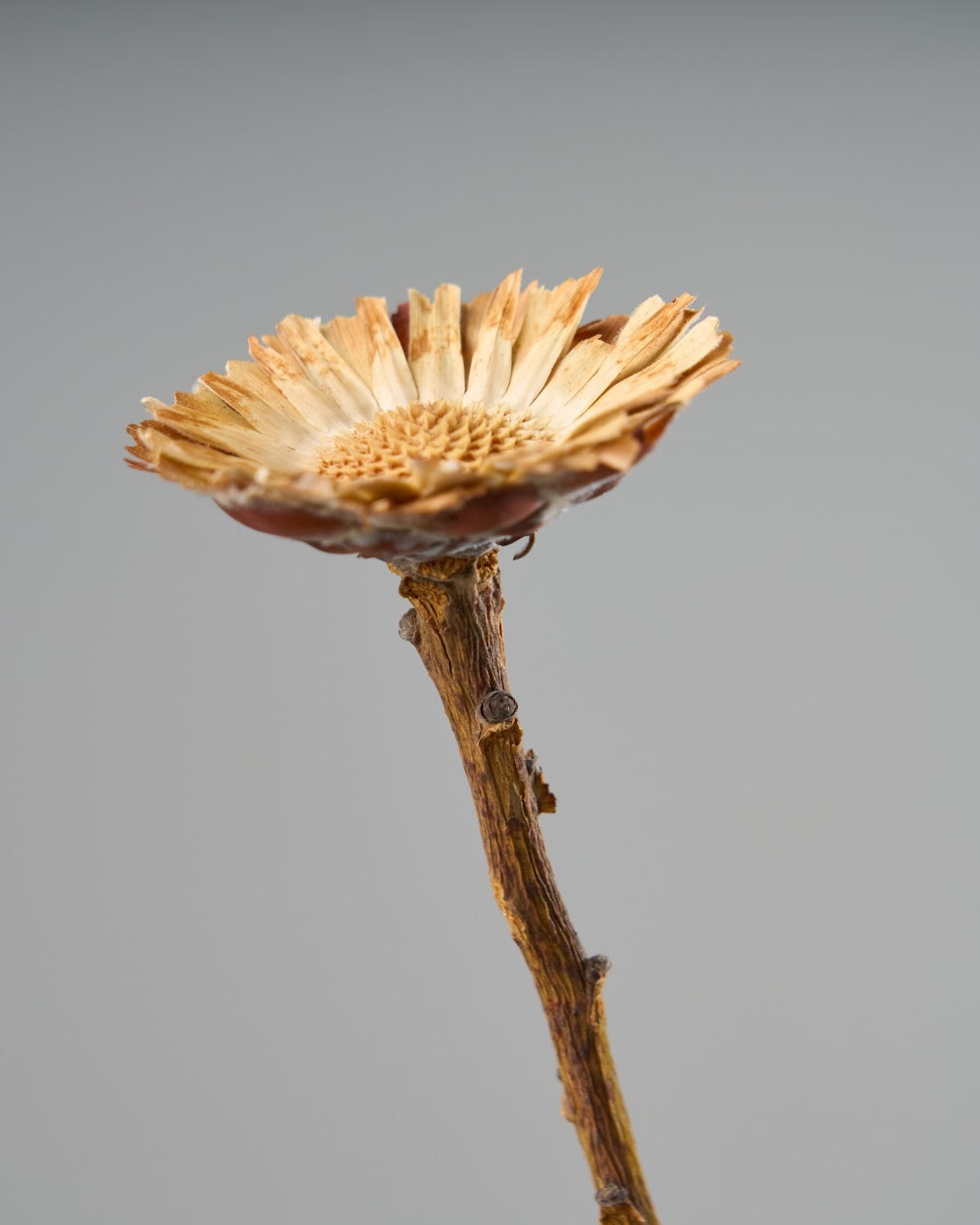 ［ドライフラワー］プロテア コンパクタ