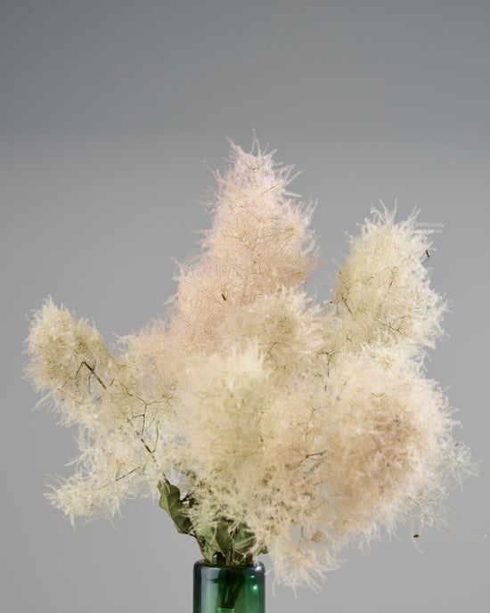 スモークツリー［ドライフラワー］※おひとり様２本まで