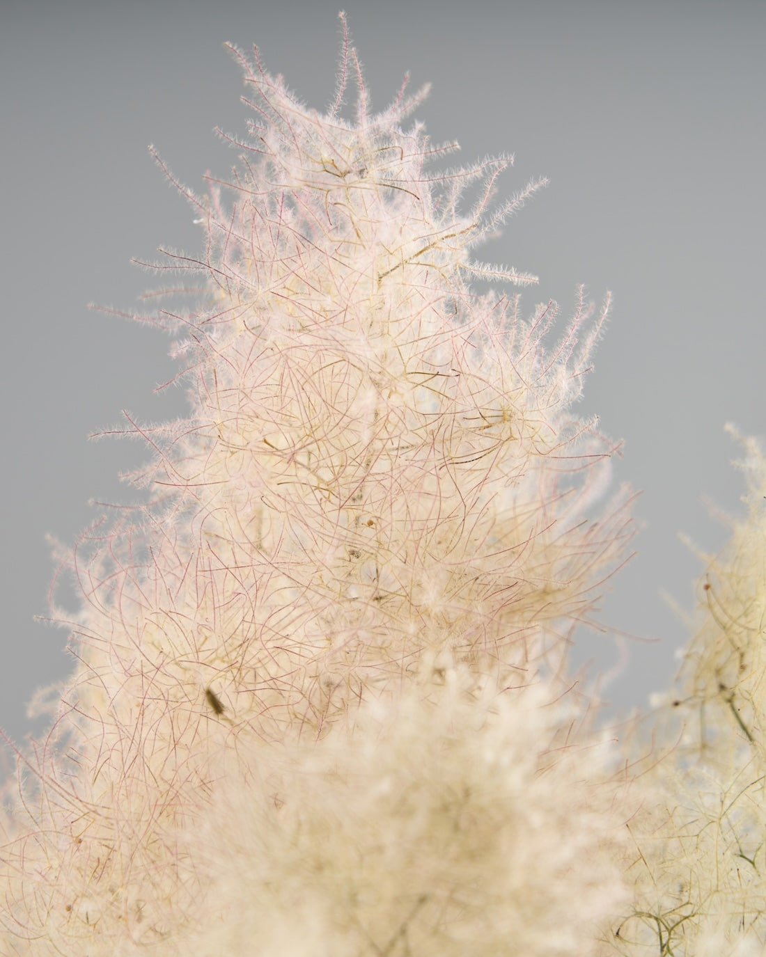 スモークツリー［ドライフラワー］※おひとり様２本まで