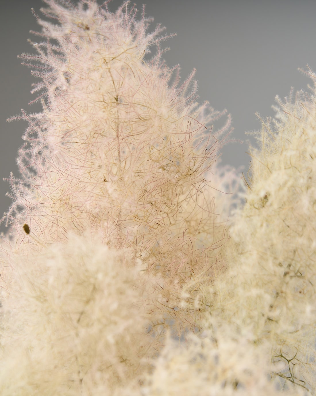 スモークツリー［ドライフラワー］※おひとり様２本まで