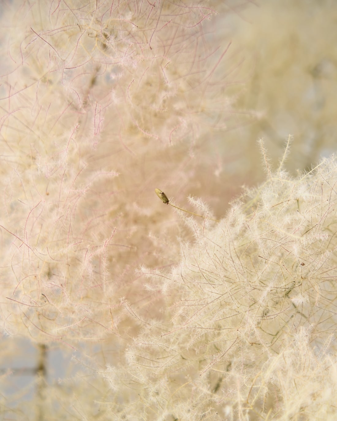 スモークツリー［ドライフラワー］※おひとり様２本まで