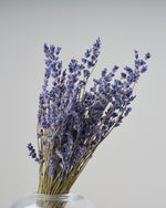 ［ドライフラワー］ラベンダー