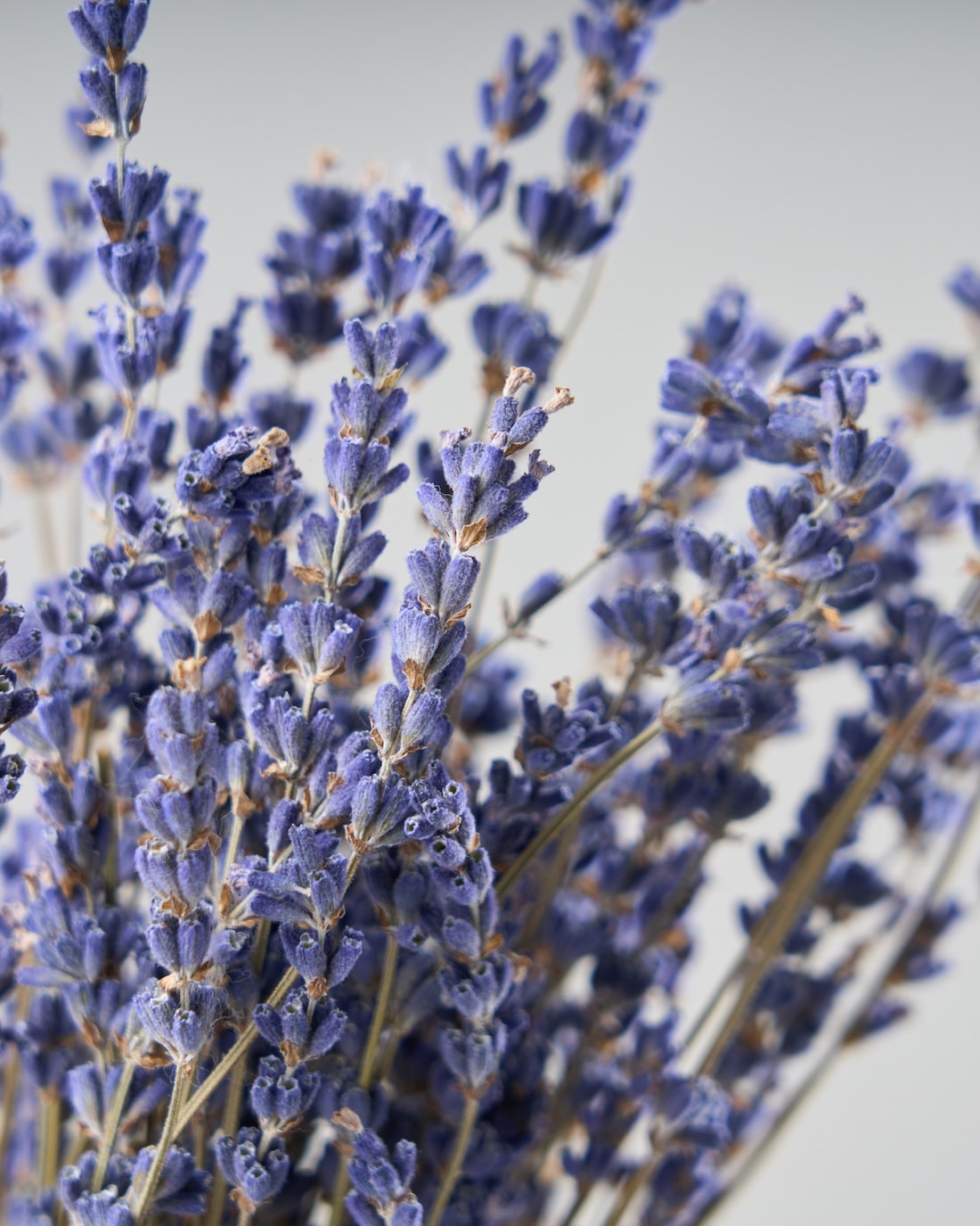 ドライフラワー］ラベンダー商品ページ - 土と風の植物園
