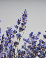 ［ドライフラワー］ラベンダー