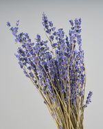 ［ドライフラワー］ラベンダー