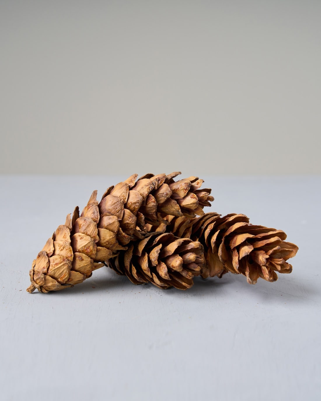 ドライフラワー］シュガーパインコーン 3個セット 商品ページ
