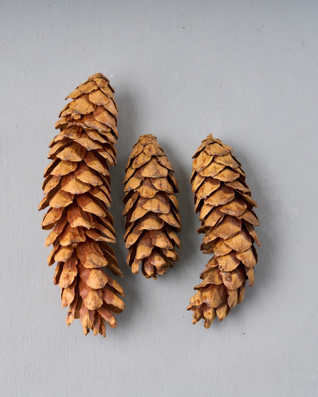 ［ドライフラワー］シュガーパインコーン 3個セット