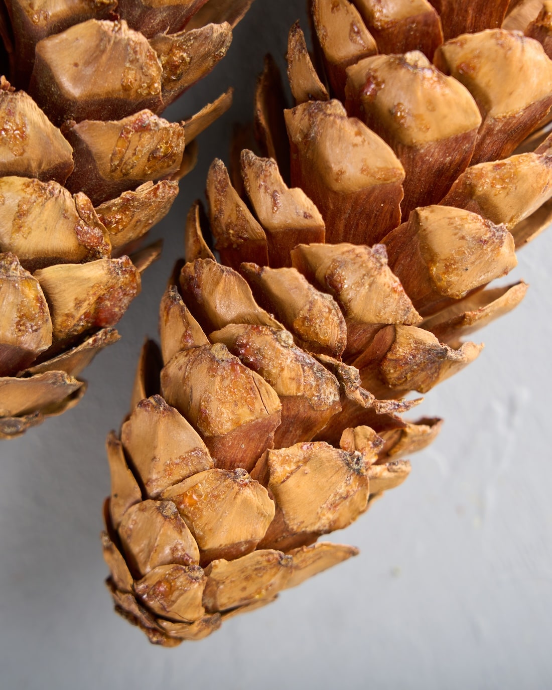 ドライフラワー］シュガーパインコーン 3個セット 商品ページ