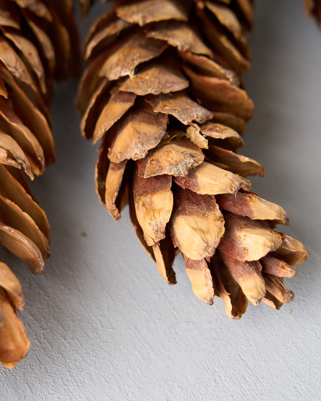 ［ドライフラワー］シュガーパインコーン 3個セット