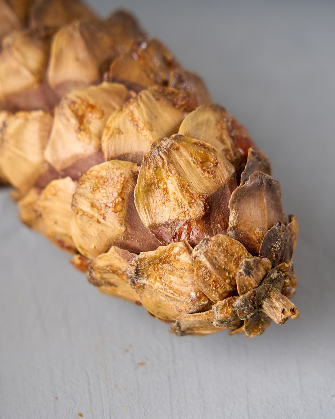 ［ドライフラワー］シュガーパインコーン 3個セット