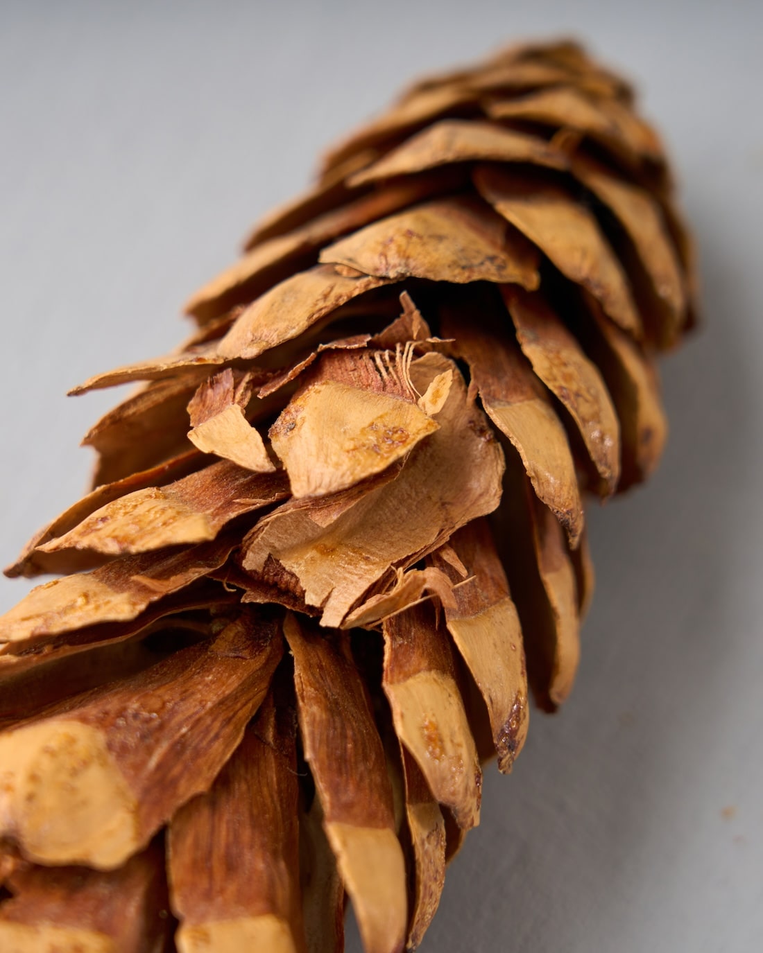 ［ドライフラワー］シュガーパインコーン 3個セット