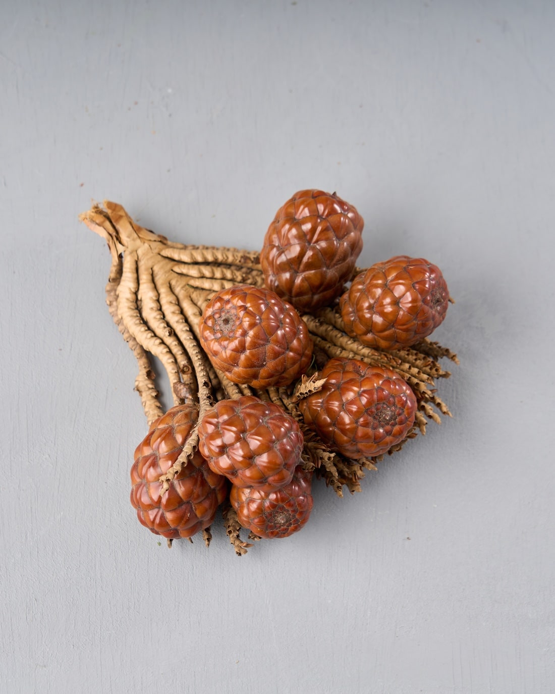 ［ドライフラワー］ラフィアヤシの実