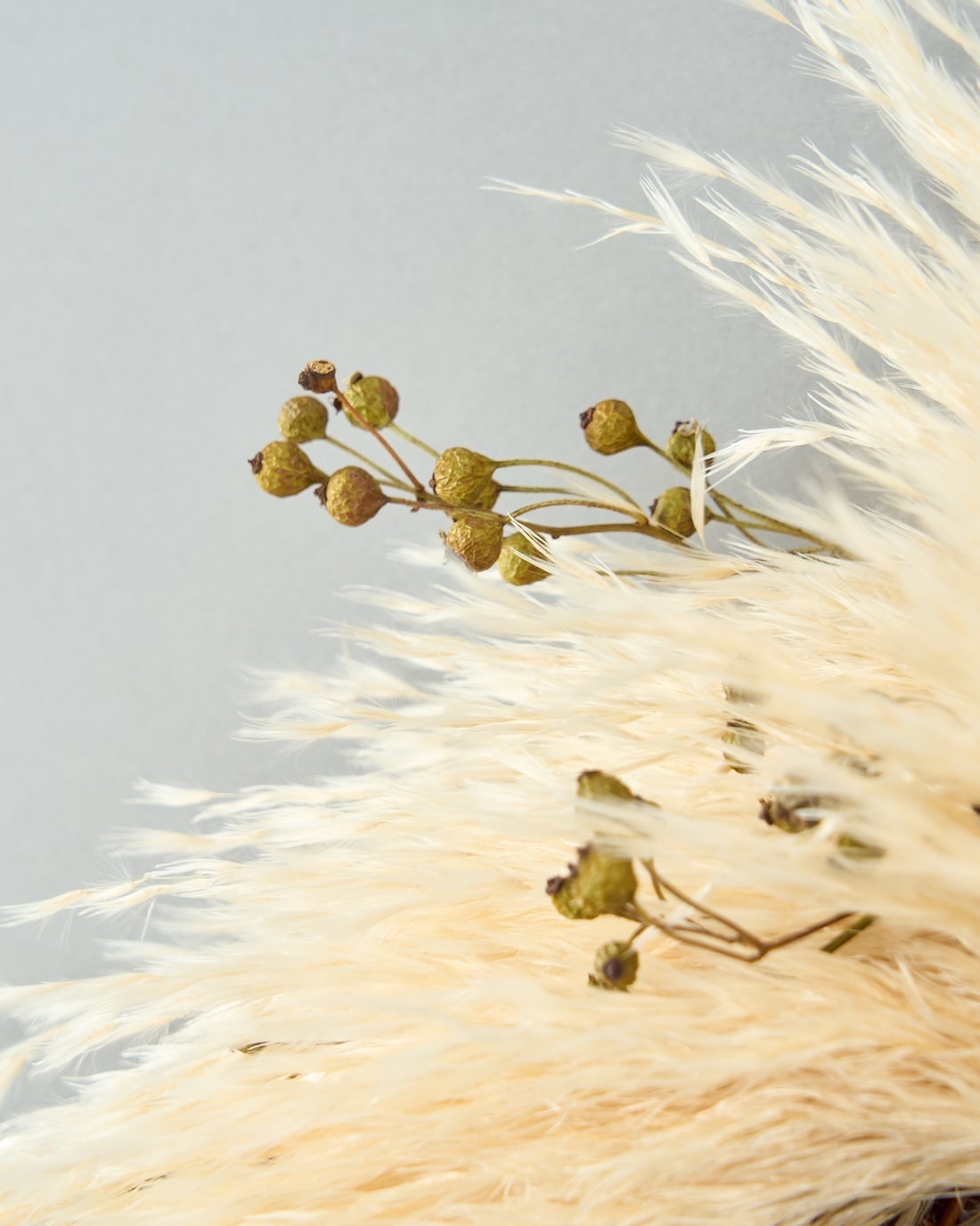 砂漠の星屑＞パンパスグラス・野ばらの実のリース 商品ページ - 土と風