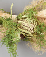 ＜スモーキーミストの彩り＞パンパスグラス・ヒカゲノカズラのスワッグ