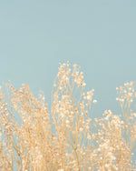 ＜Happy Ever After＞カスミソウのブーケ