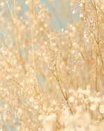 ＜Happy Ever After＞カスミソウのブーケ