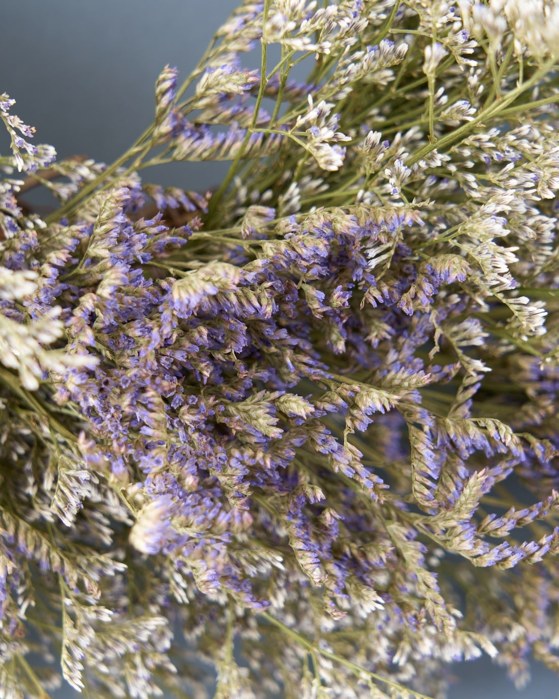 ブルーファンタジアリース ブルーファンタジアのリース