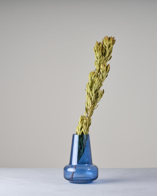 ［ドライフラワー］リューカデンドロン マルチ